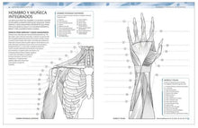 Cargar imagen en el visor de la galería, ATLAS DE ANATOMIA PARA COLOREAR