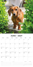 Cargar imagen en el visor de la galería, CALENDARIO DACHSHUNDS 2027 (RR271210)