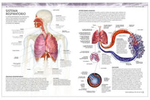 Cargar imagen en el visor de la galería, ATLAS DE ANATOMIA PARA COLOREAR
