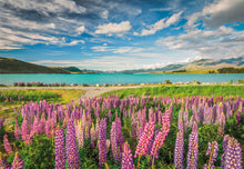 Cargar imagen en el visor de la galería, ROMPECABEZAS LUPINS AT LAKE TEKAPO COMPACT 1500 PCS (31731)
