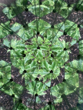 Cargar imagen en el visor de la galería, CALEIDOSCOPIO HUCKLEBERRY KALEIDOSCOPE (HB15)
